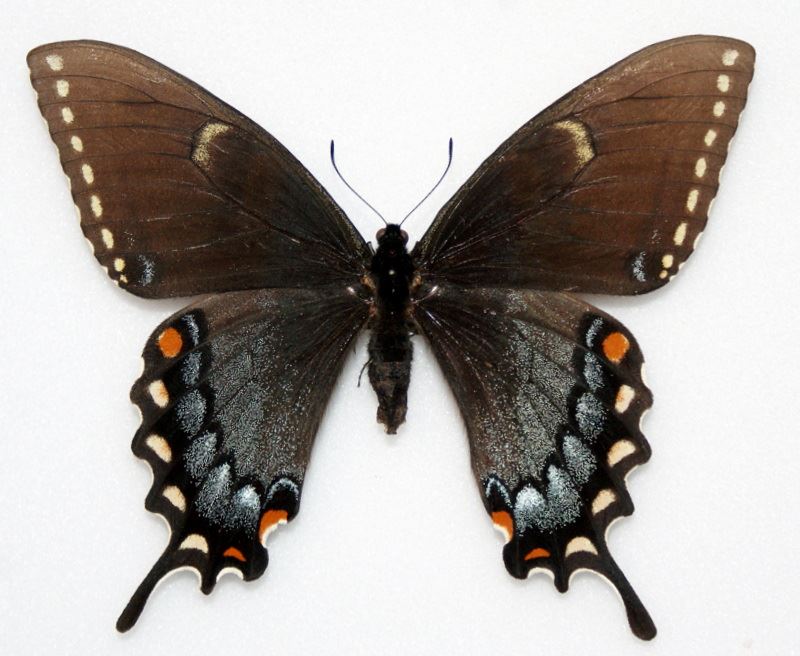 Papilio glaucus female (dark form) (Internet Image property of respective owner, non-commercial use only)